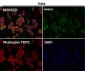 Anti-CXCR4 Monoclonal Antibody